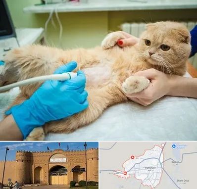 سونوگرافی گربه در ایرانشهر