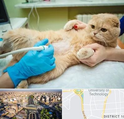 سونوگرافی گربه در استاد معین 