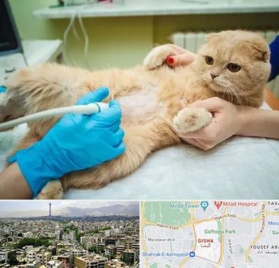 سونوگرافی گربه در گیشا 