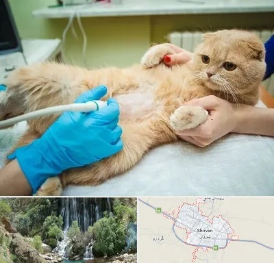 سونوگرافی گربه در شیروان