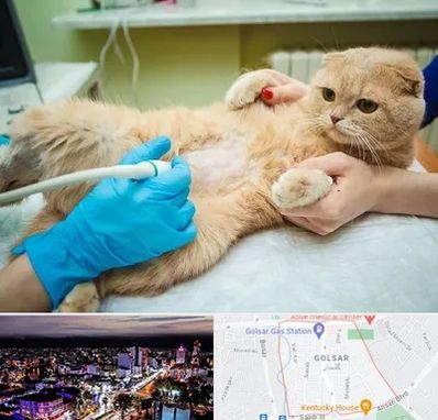 سونوگرافی گربه در گلسار رشت 