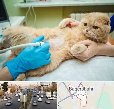 سونوگرافی گربه در باقرشهر