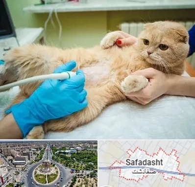 سونوگرافی گربه در صفادشت