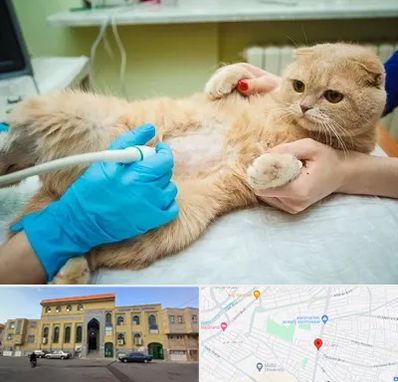 سونوگرافی گربه در زنبیل آباد قم