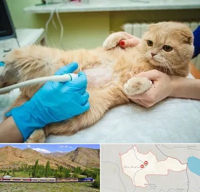 سونوگرافی گربه در خاش