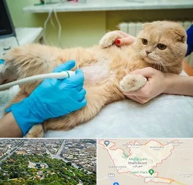 سونوگرافی گربه در شهرکرد