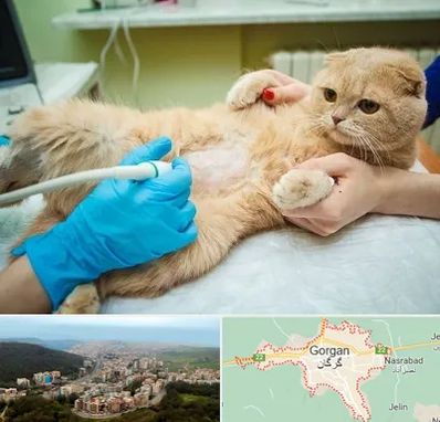 سونوگرافی گربه در گرگان