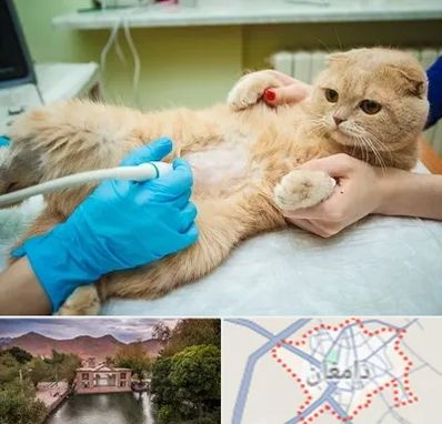سونوگرافی گربه در دامغان