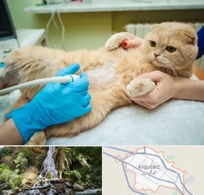 سونوگرافی گربه در الیگودرز