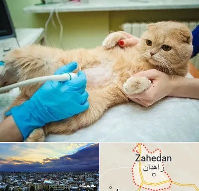 سونوگرافی گربه در زاهدان