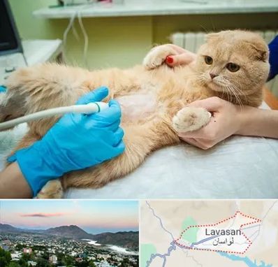 سونوگرافی گربه در لواسان
