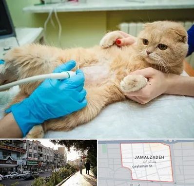 سونوگرافی گربه در خیابان جمالزاده