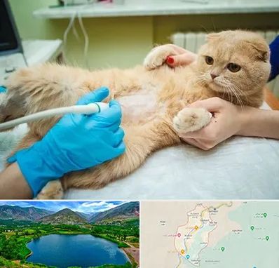 سونوگرافی گربه در رودبار