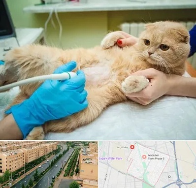 سونوگرافی گربه در فاز سه اندیشه