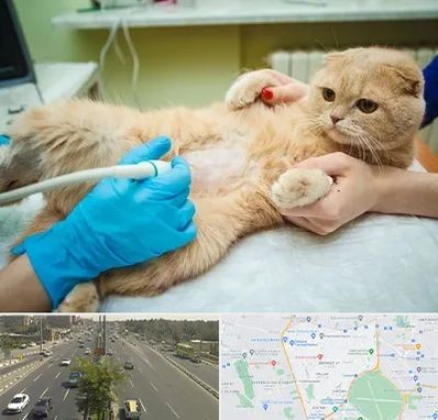 سونوگرافی گربه در منطقه 17 تهران 