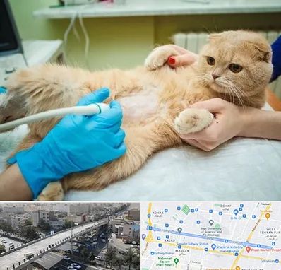 سونوگرافی گربه در فرجام