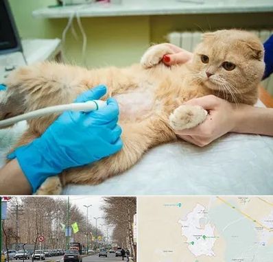 سونوگرافی گربه در نظرآباد کرج