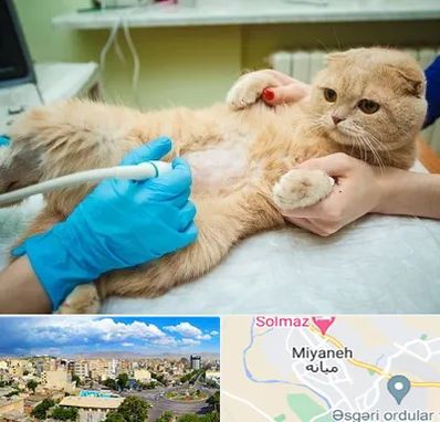 سونوگرافی گربه در میانه