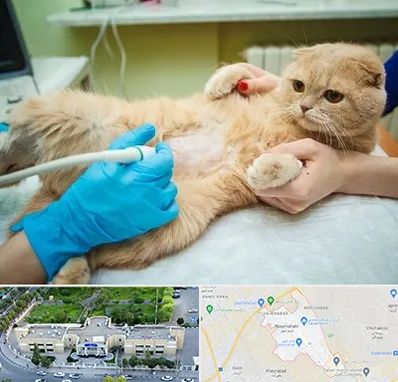 سونوگرافی گربه در نسیم شهر