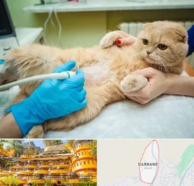 سونوگرافی گربه در دربند