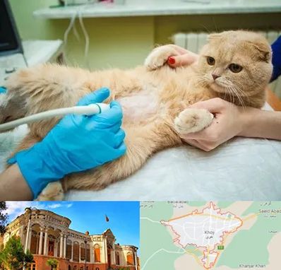 سونوگرافی گربه در خوی