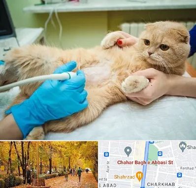 سونوگرافی گربه در چهارباغ اصفهان