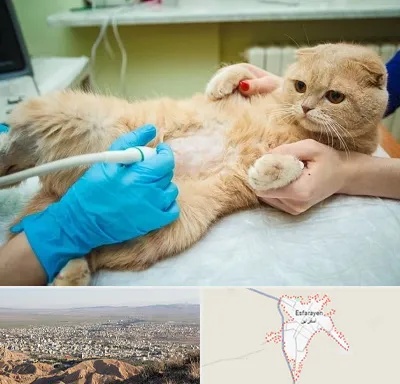 سونوگرافی گربه در اسفراین
