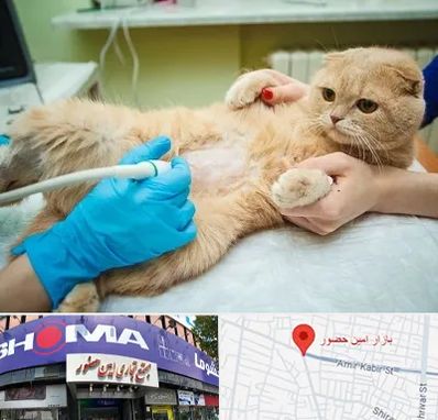 سونوگرافی گربه در امین حضور