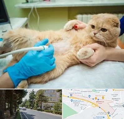 سونوگرافی گربه در مهرویلا کرج