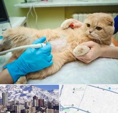 سونوگرافی گربه در ازگل