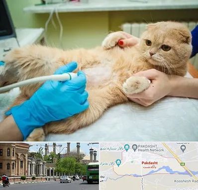 سونوگرافی گربه در پاکدشت