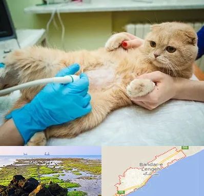 سونوگرافی گربه در بندرلنگه