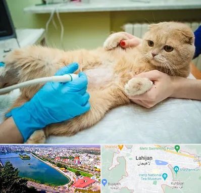 سونوگرافی گربه در لاهیجان