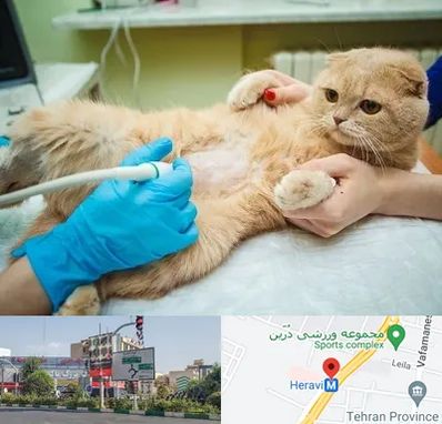 سونوگرافی گربه در هروی 