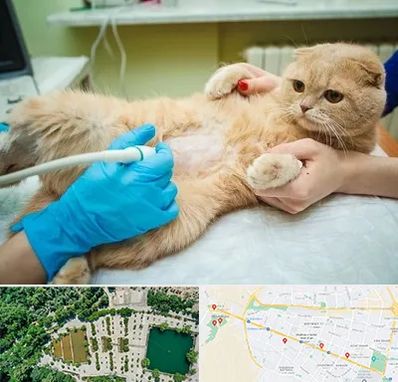 سونوگرافی گربه در وکیل آباد مشهد