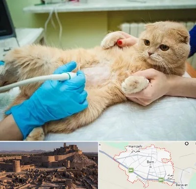 سونوگرافی گربه در بم