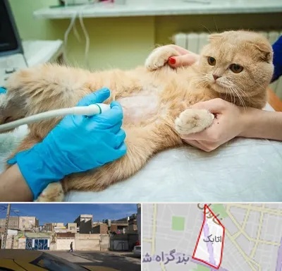 سونوگرافی گربه در اتابک