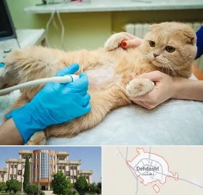 سونوگرافی گربه در دهدشت