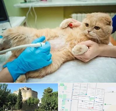 سونوگرافی گربه در مرداویج اصفهان