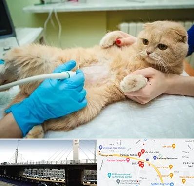 سونوگرافی گربه در پارک وی 