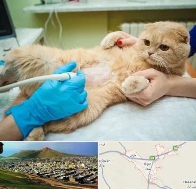 سونوگرافی گربه در بیجار
