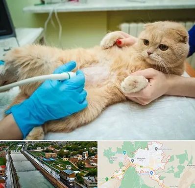 سونوگرافی گربه در مراغه