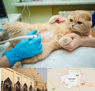 سونوگرافی گربه در ساوه