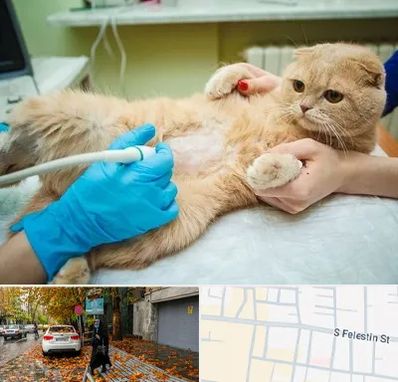 سونوگرافی گربه در خیابان فلسطین