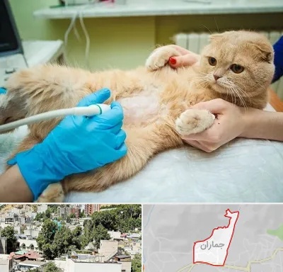 سونوگرافی گربه در جماران