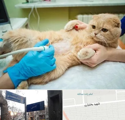 سونوگرافی گربه در سی متری جی