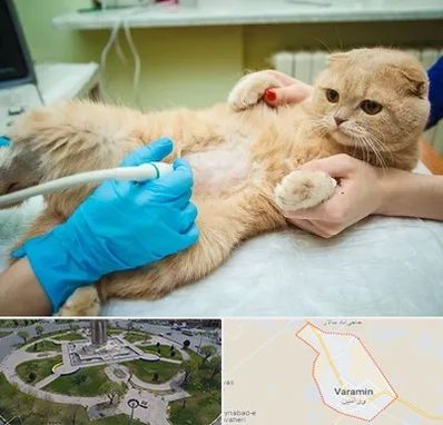 سونوگرافی گربه در ورامین