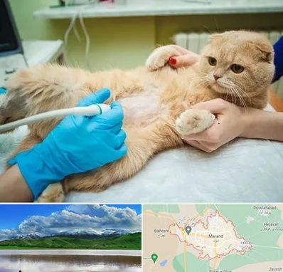 سونوگرافی گربه در مرند