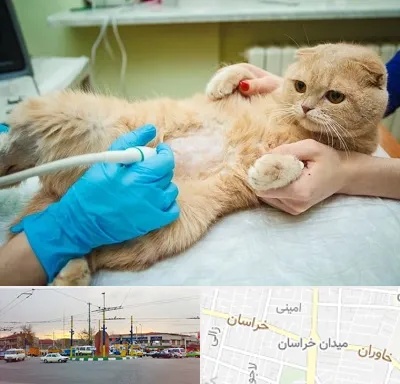 سونوگرافی گربه در میدان خراسان