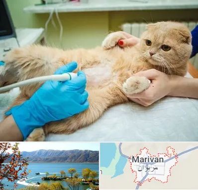 سونوگرافی گربه در مریوان